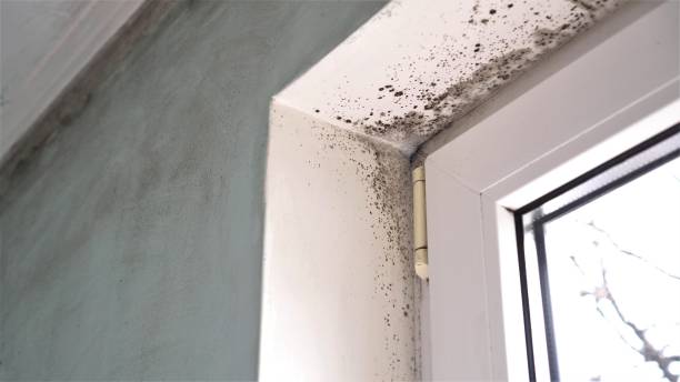 Best Commercial Mold Inspection  in Harrisonville, MO